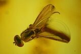 Fossil Ant (Formicidae) & Dance Fly (Empididae) in Baltic Amber #145473-1